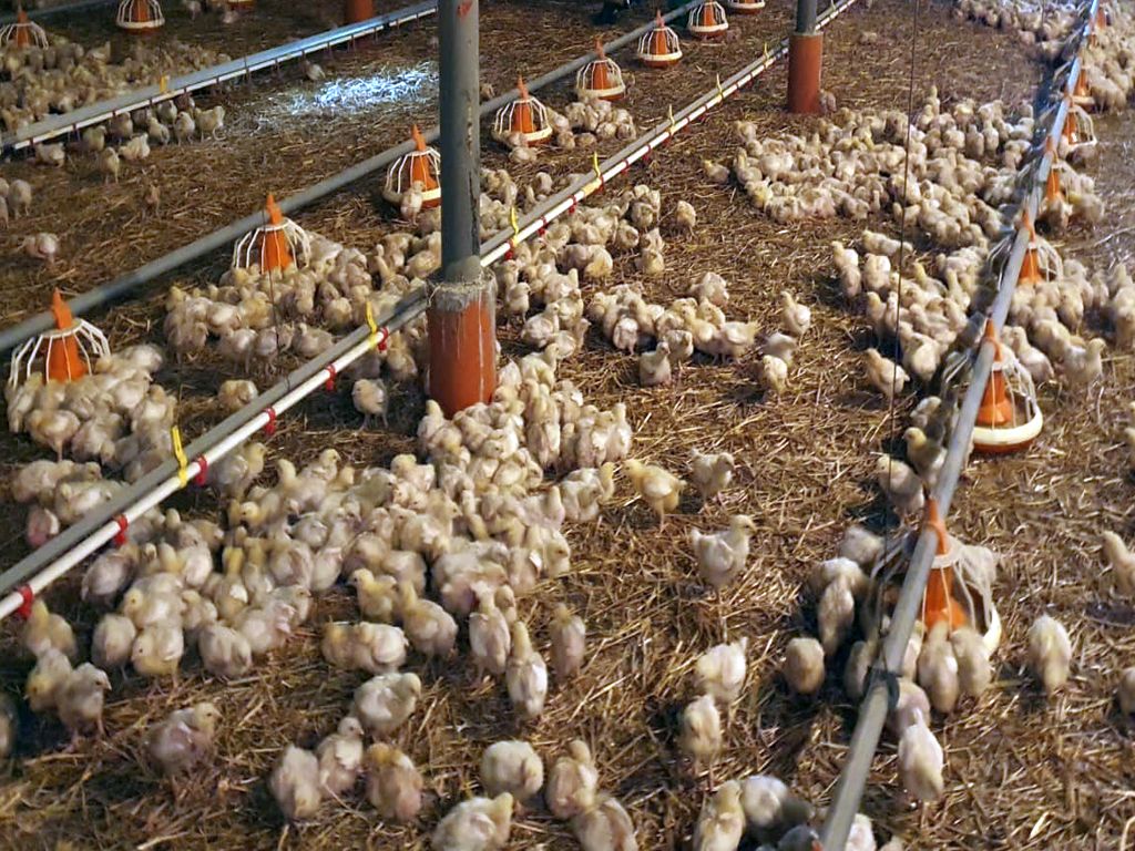 nowelizacja ustawy, ustawa o paszach, pasze, prezydent