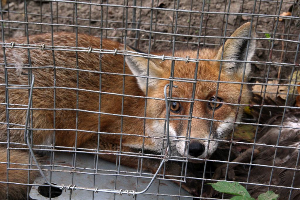 wścieklizna, lis, żbik, wścieklizna w Polsce, szczepienia przeciwko wściekliźnie, psy, koty, główny lekarz weterynarii