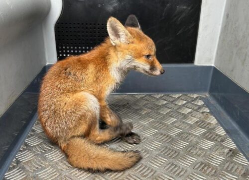 wścieklizna, ogniska wścieklizny, lisy, szczepienia lisów