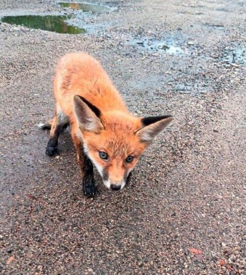 glw, wścieklizna, lis, jenot