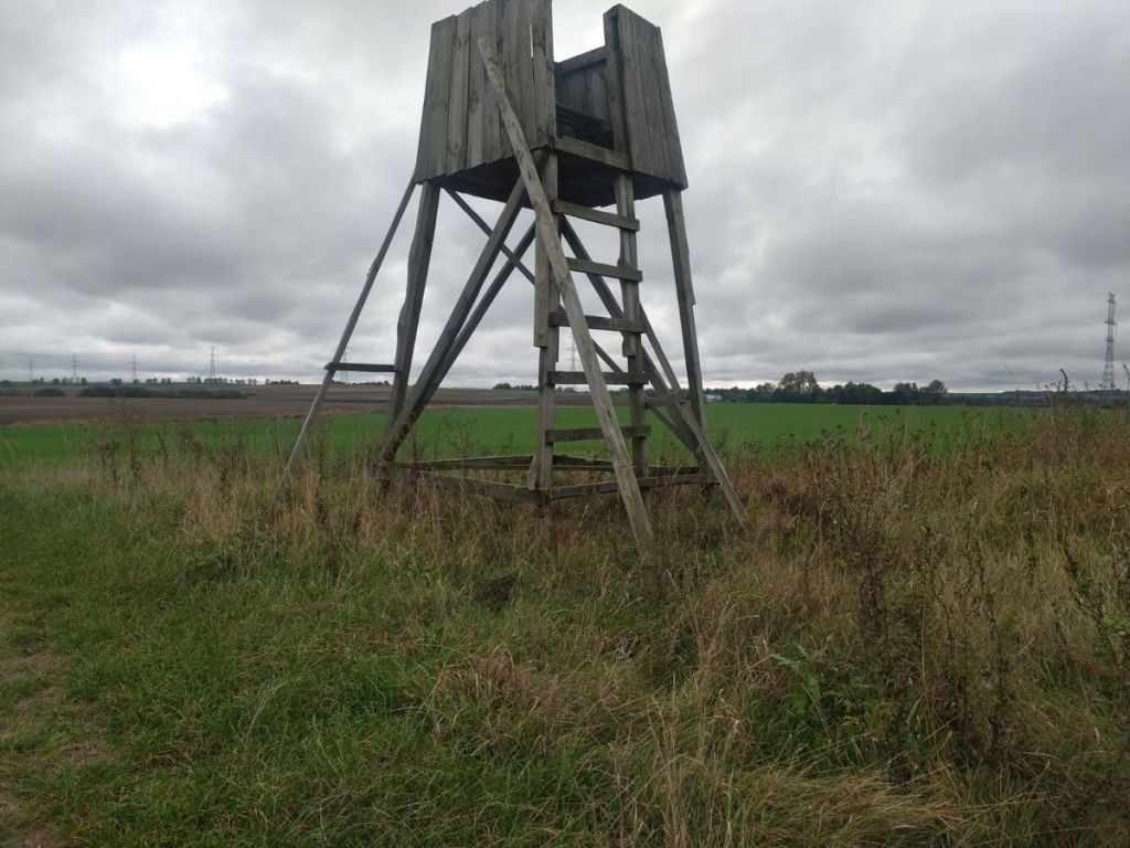 szerszenie, użądlony mężczyzna, myśliwy, ambona myśliwska