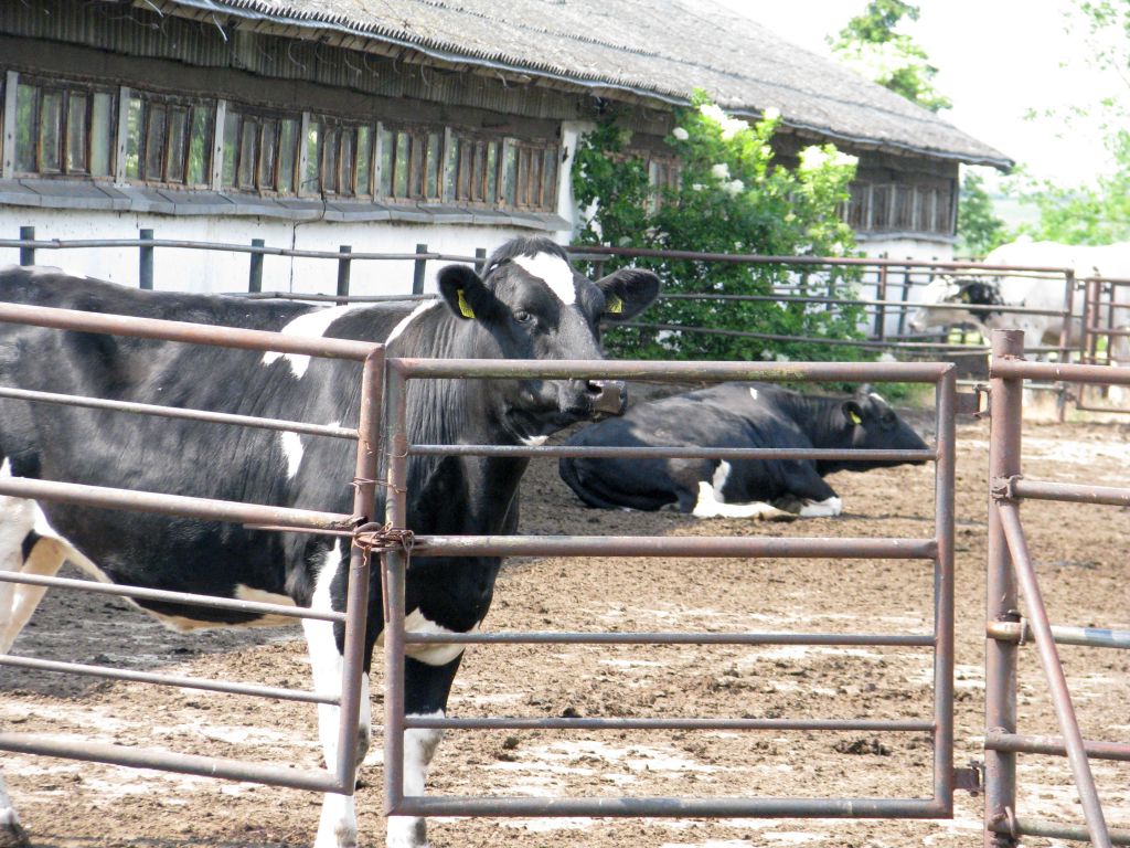 produkcja zwierzęca, hodowcy, dopłaty, ubezpieczenie