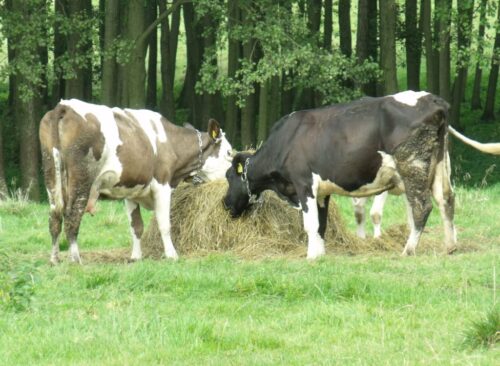 ps wpr, rolnictwo ekologiczne, płatności ekologiczne, obsada zwierząt