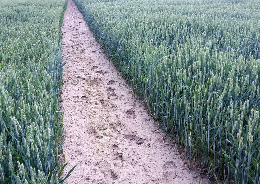 wiceminister rolnictwa, kołodziejczak, opłacalność produkcji, finanse