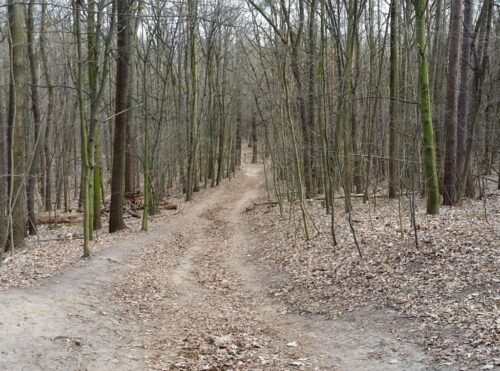 podatek leśny, las, wysokość podatku, cena drewna