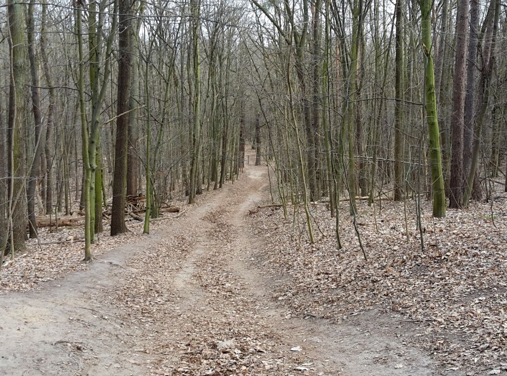 podatek leśny, las, wysokość podatku, cena drewna