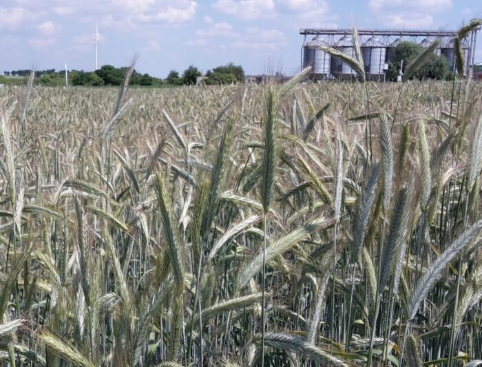 gus, podatek rolny, wysokość podatku rolnego, podatki