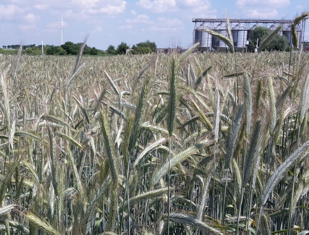 gus, podatek rolny, wysokość podatku rolnego, podatki