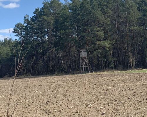 reforma łowiectwa, ptaki, zakaz polowania, ptaki łowne