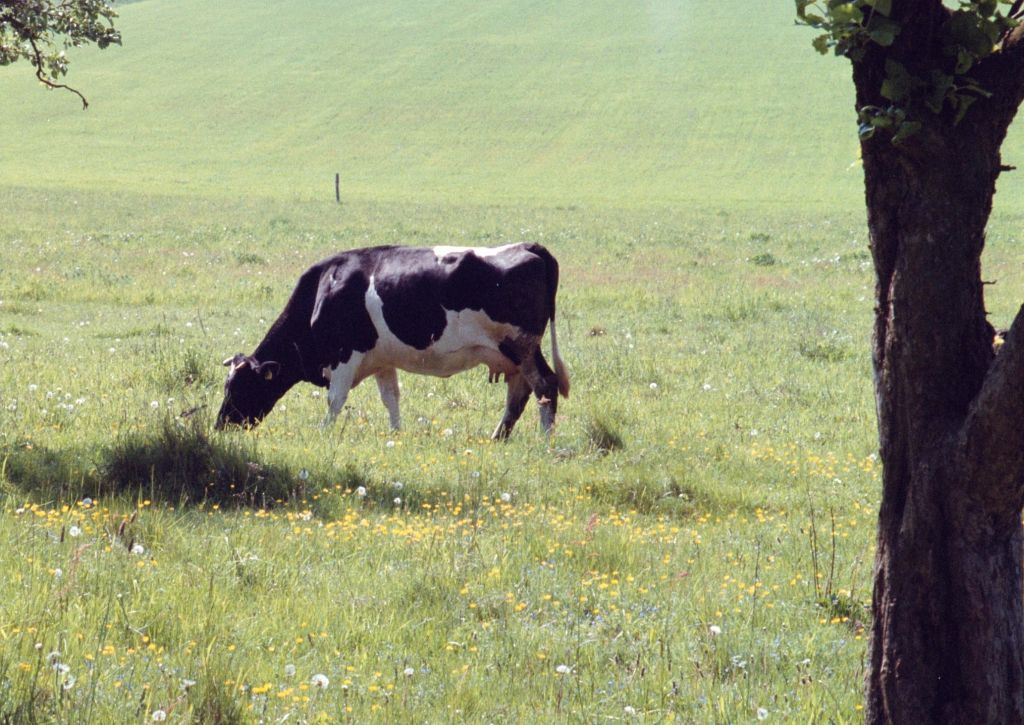 ijhars, produkcja ekologiczna, rolnictwo ekologiczne, gospodarstwa ekologiczne
