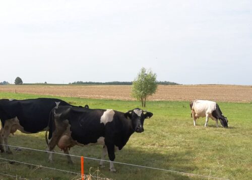 krir, szacowanie strat, protokół, produkcja roślinna, produkcja zwierzęca