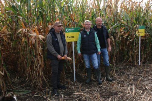 Saatbau Polska Sp. z o.o., kukurydza, odmiany kukurydzy, bydło mleczne, kiszonka z kukurydzy, ziarno