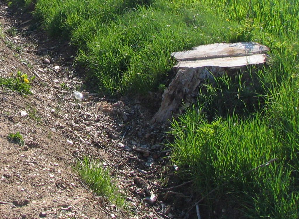 ke, przepisy, wylesianie, deforestacja