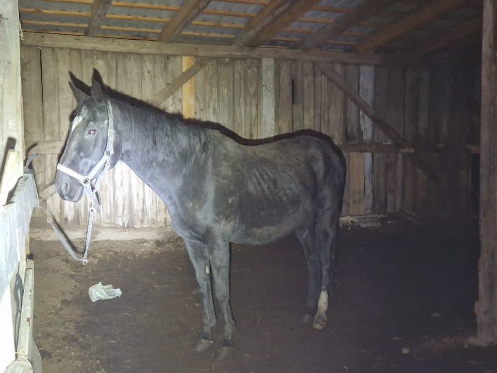 pesudoschronisko, znęcanie się, psy, konie