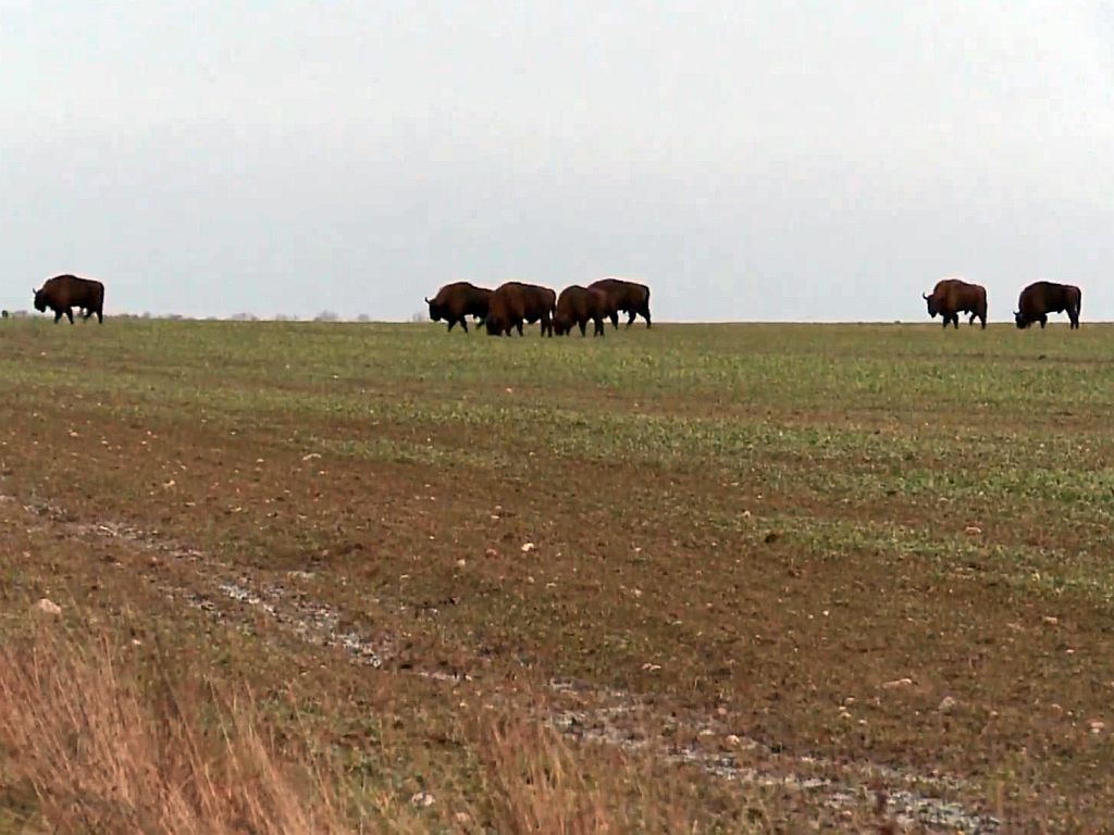 krir, izby rolnicze, samorząd rolniczy, wystąpienie, szkody, szacowanie szkód, terminy, oględziny