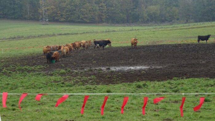 biolog, wilki, ochrona wilków, populacja wilków