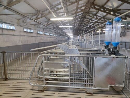 Agri Plus, ferma macierzysta, maciory, lochy, Topigs Norsvin, prosięta, produkcja prosiąt, ferma świń