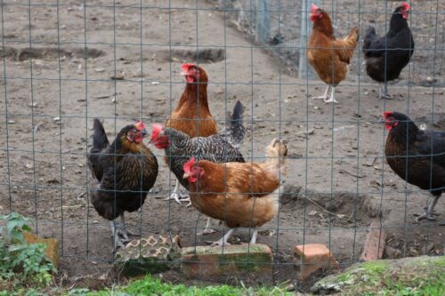 ceny drobiu, żywiec drobiowy, indyki, kurczęta, tuszki, brojlery, eksport, import, Polska