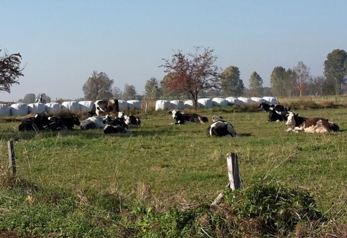 dania, podatek, co2, rolnictwo