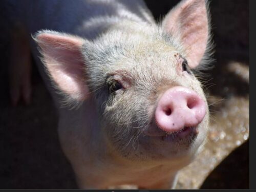 European Livestock Voice ELV, hodowla zwierząt, bydło mleczne, bydłoi mięsne, trzoda chlewna, drób, sektor hodowlany