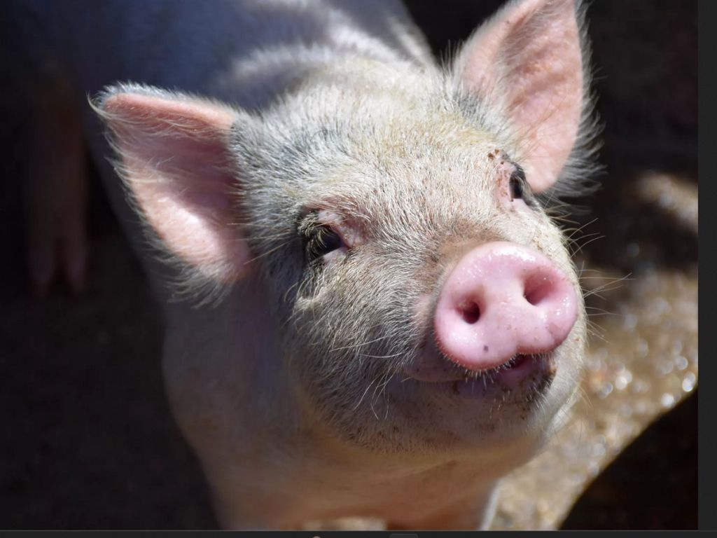 European Livestock Voice ELV, hodowla zwierząt, bydło mleczne, bydłoi mięsne, trzoda chlewna, drób, sektor hodowlany