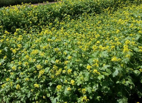 nowelizacja ustawy, ubezpieczenia upraw, dopłaty do ubezpieczeń, dopłaty do składek