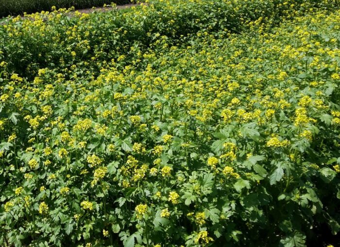 nowelizacja ustawy, ubezpieczenia upraw, dopłaty do ubezpieczeń, dopłaty do składek