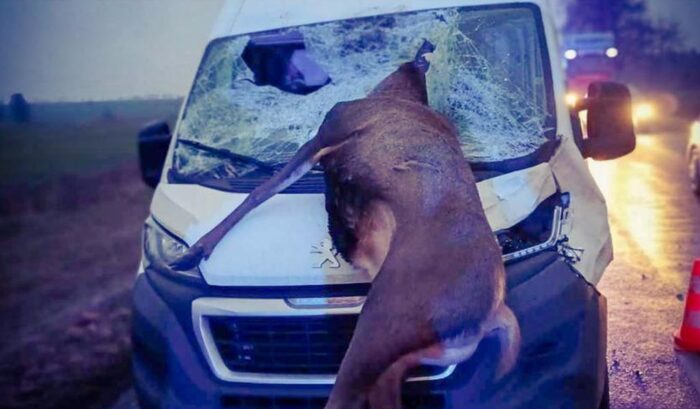 zderzenie, auto, jeleń, ranny kierowca