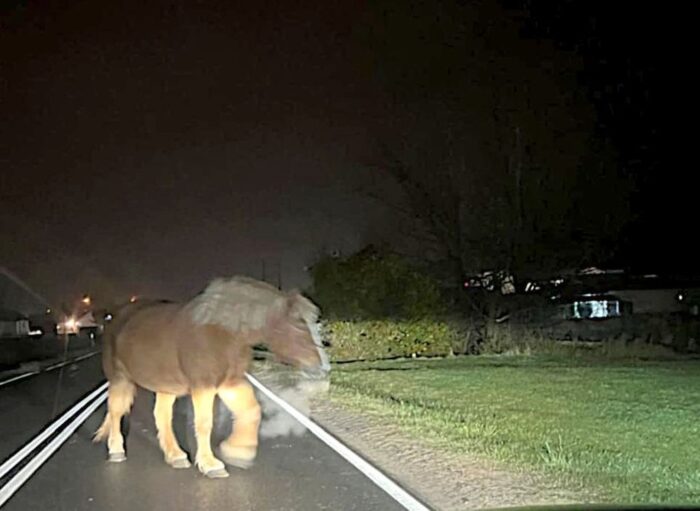 kpp iława, droga krajowa, konie, trzymanie zwierząt