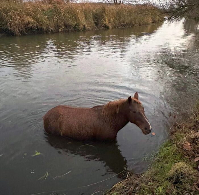 akcja ratunkowa, koń, rzeka, koń w rzece