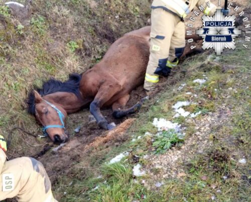 koń, ratowanie konia, policjanci, strażacy