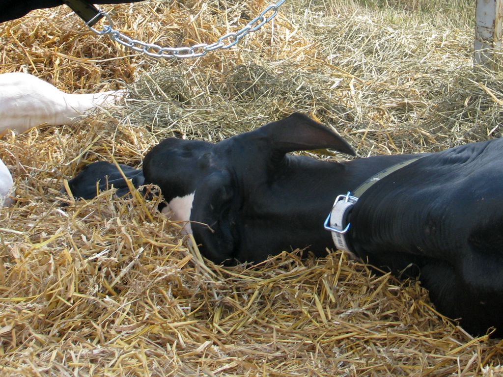 hiszpania, krowi covid, choroba krwotoczna, ehd, bydło