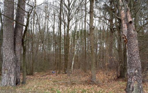 lasy państwowe, stowarzyszenie, ochrona lasów, referendum