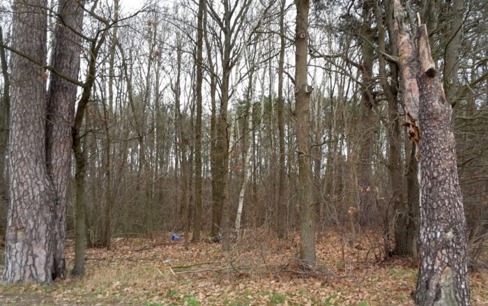 lasy państwowe, stowarzyszenie, ochrona lasów, referendum