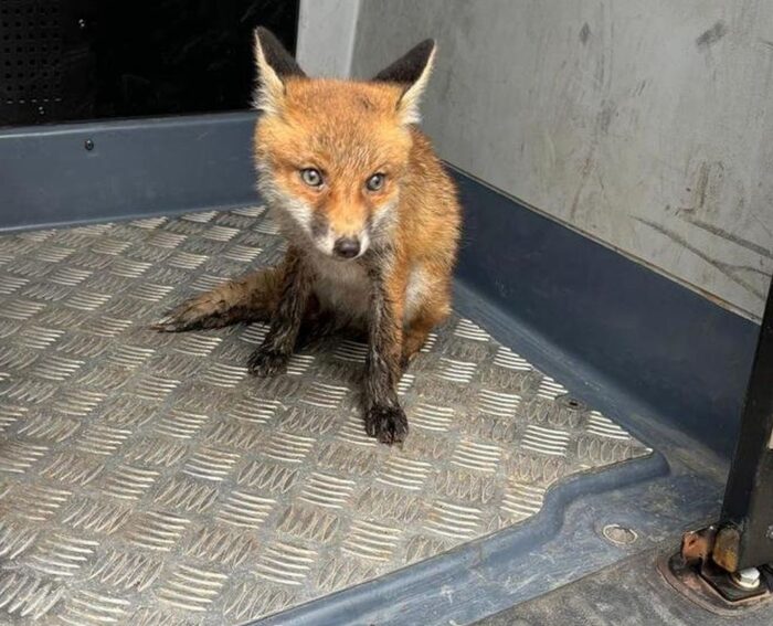 lubelszczyzna, ognisko wścieklizny, wścieklizna, lis