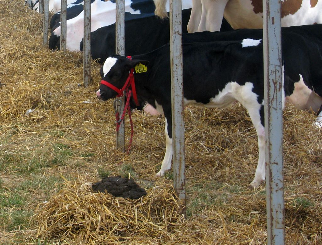 korea południowa, odchody, bydło, krowy