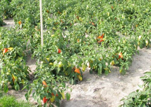 arimr, nabór, wnioski, organizacje producentów, grupy producentów