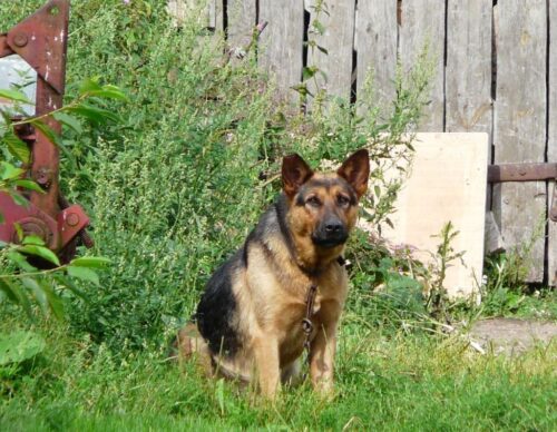 nowelizacja ustawy, ochrona zwierząt, psy, koty