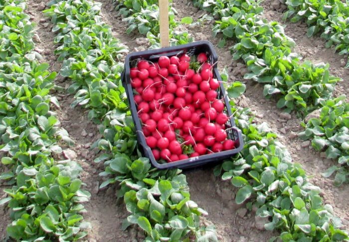 nowelizacja ustawy, fundusz ochrony rolnictwa, for, ustawa o for