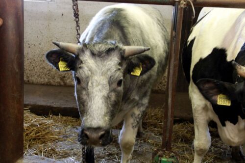 ceny bydła rzeźnego, mięso wołowe, wołowina, spadek cen, zakup bydła rzeźnego