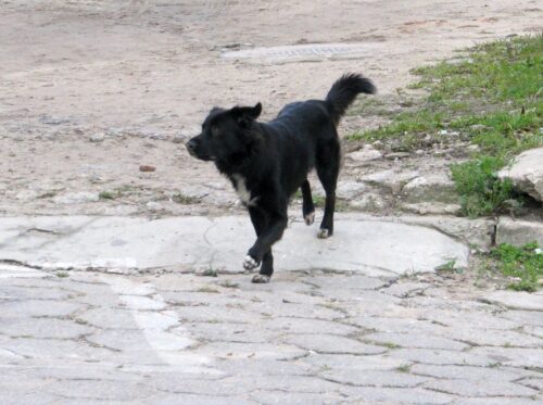 uodo, dane osobowe, rejestr, kropik