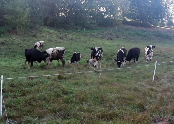 arimr, szkolenie, antybiotyki, ograniczanie antybiotyków