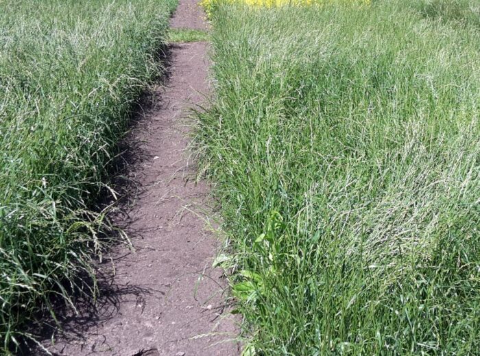 ubezpieczenia upraw, sejm, posłowie, poprawki, nowelizacja ustawy