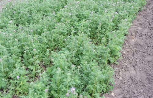 rząd, ustawa, nowelizacja ustawy, ubezpieczenie upraw