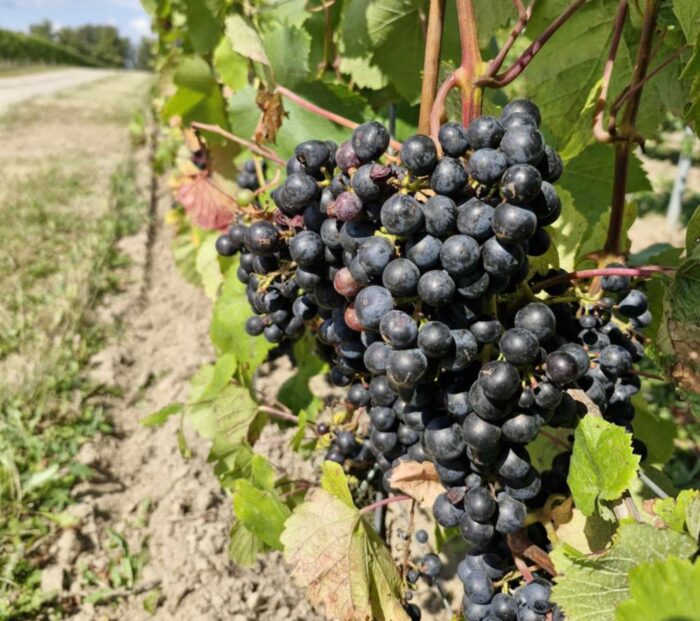 piorin, kontrole, winnice, winorośl