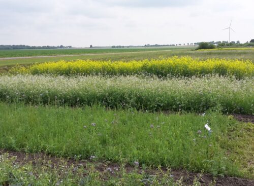 mrirw, rolnictwo węglowe, międzyplony ozime, wsiewki śródplonowe