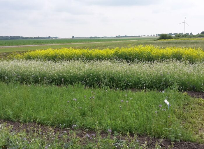 mrirw, rolnictwo węglowe, międzyplony ozime, wsiewki śródplonowe