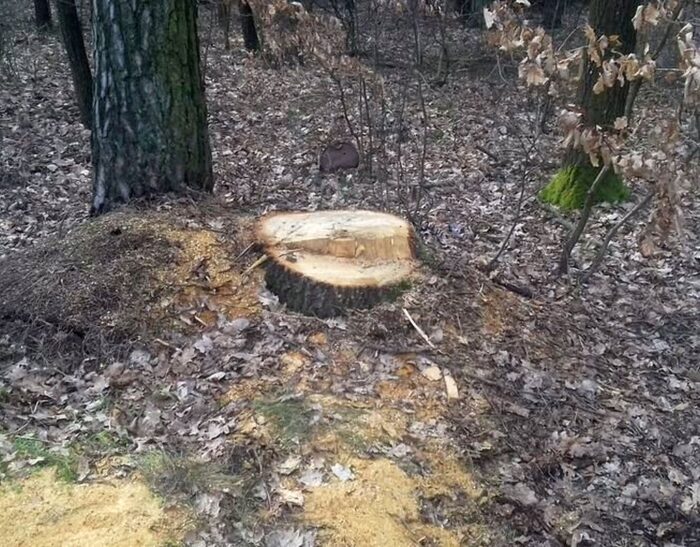 ue, państwa ue, wylesianie, przepisy o wylesianiu