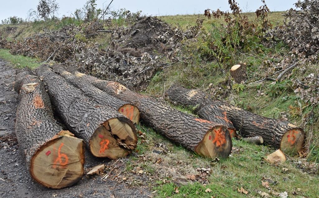 pe, wylesianie, deforestacja, przepisy