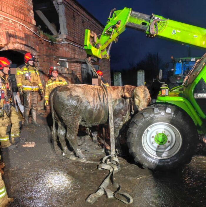 akcja ratownicza, byk, ratowanie byka, gospodarz